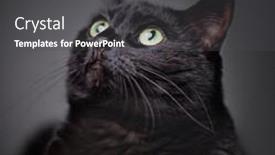  Presentation with shot - Presentation theme enhanced with studio-shot-of-a-cute background and a dark gray colored foreground