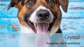  Presentation with studio - PPT theme with studio-shot-of-a-cute background and a light blue colored foreground