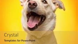  Presentation with dog baby cute child - Presentation enhanced with studio-shot-of-a-cute background and a yellow colored foreground