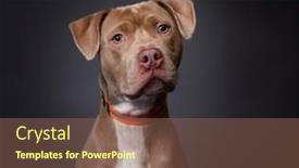  Presentation with studio - PPT theme having studio-shot-of-a-cute background and a violet colored foreground