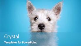  Presentation with cute cat and dog - Slide deck consisting of studio-shot-of-a-cute background and a  colored foreground