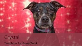  Presentation with dog christmas - 