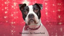  Presentation with dog christmas - 