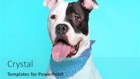  Presentation with studio - Slide set enhanced with studio-shot-of-a-cute background and a  colored foreground