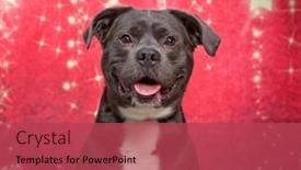  Presentation with dog christmas - Presentation design having studio-shot-of-a-cute background and a red colored foreground