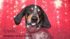  Presentation with dog christmas - 