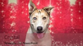  Presentation with dog christmas - Slide set with studio-shot-of-a-cute background and a red colored foreground