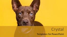  Presentation with tv show studio camera - PPT theme consisting of studio-shot-of-a-cute background and a gold colored foreground