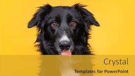  Presentation with studio - Presentation theme having studio-shot-of-a-cute background and a gold colored foreground