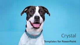  Presentation with studio - Slides with studio-shot-of-a-cute background and a light blue colored foreground