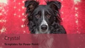  Presentation with dog christmas - Slide deck enhanced with studio-shot-of-a-cute background and a tawny brown colored foreground