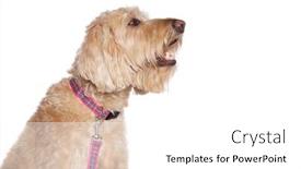  Presentation with studio - Presentation enhanced with studio-shot-of-a-cute background and a white colored foreground