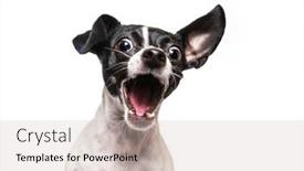  Presentation with studio - Slide deck enhanced with studio-shot-of-a-cute background and a  colored foreground