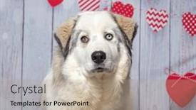  Presentation with valentine - PPT theme consisting of studio-shot-of-a-cute background and a coral colored foreground