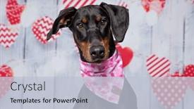  Presentation with valentine - Slides featuring studio-shot-of-a-cute background and a lemonade colored foreground