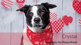  Presentation with valentine - Presentation consisting of studio-shot-of-a-cute background and a red colored foreground