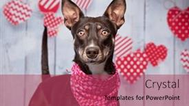  Presentation with valentine - Theme having studio-shot-of-a-cute background and a red colored foreground