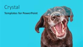  Presentation with dog baby cute child - Slide set with studio-shot-of-a-cute background and a cyan colored foreground