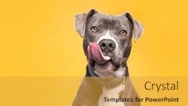  Presentation with studio - Slide deck consisting of studio-shot-of-a-cute background and a yellow colored foreground