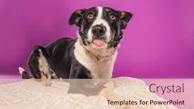  Presentation with studio - Slide deck featuring studio-shot-of-a-cute background and a lemonade colored foreground