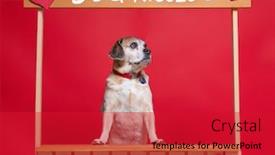  Presentation with studio - Audience pleasing presentation consisting of studio-shot-of-a-dog backdrop and a red colored foreground