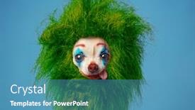  Presentation with studio - Presentation theme enhanced with studio-shot-of-a-dog background and a teal colored foreground