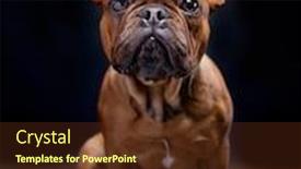  Presentation with studio - PPT theme consisting of studio-shot-of-a-dog background and a tawny brown colored foreground