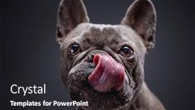  Presentation with studio - Presentation theme consisting of studio-shot-of-a-dog background and a dark gray colored foreground