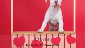 Presentation with studio - PPT theme with studio-shot-of-a-dog background and a red colored foreground