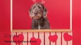  Presentation with studio - Presentation theme having studio-shot-of-a-dog background and a red colored foreground