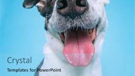  Presentation with shot - Beautiful PPT layouts featuring studio-shot-of-a-dog backdrop and a light blue colored foreground
