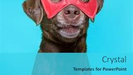  Presentation with tv show studio camera - Amazing presentation design having studio-shot-of-a-dog backdrop and a cyan colored foreground