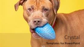  Presentation with studio - Presentation theme having studio-shot-of-a-dog background and a coral colored foreground