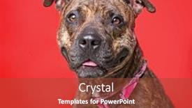  Presentation with studio - Audience pleasing slide deck consisting of studio-shot-of-a-dog backdrop and a tawny brown colored foreground