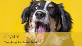  Presentation with shot - Slide deck enhanced with studio-shot-of-a-dog background and a gold colored foreground