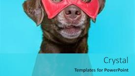  Presentation with studio - Theme having studio-shot-of-a-dog background and a cyan colored foreground