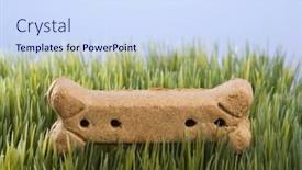  Presentation with studio - Cool new slide deck with studio-shot-of-a-dog backdrop and a sky blue colored foreground