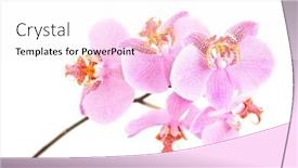  Presentation with pink flowers - Beautiful PPT theme featuring studio-shot-of-a-pink backdrop and a white colored foreground