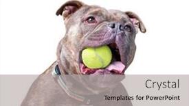  Presentation with dog shelter - Slide deck consisting of studio-shot-of-a-shelter background and a light gray colored foreground