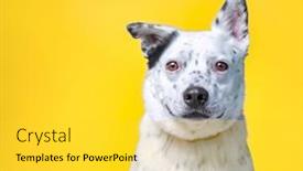  Presentation with dog shelter - Beautiful theme featuring studio-shot-of-a-shelter backdrop and a light gray colored foreground