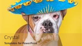  Presentation with dog shelter - Presentation consisting of studio-shot-of-a-shelter background and a gold colored foreground