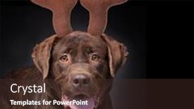  Presentation with dog shelter - Beautiful presentation design featuring studio-shot-of-a-shelter backdrop and a tawny brown colored foreground