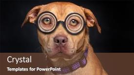  Presentation with dog shelter - Presentation design having studio-shot-of-a-shelter background and a tawny brown colored foreground