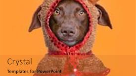  Presentation with dog shelter - Audience pleasing presentation theme consisting of studio-shot-of-a-shelter backdrop and a gold colored foreground