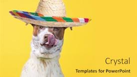  Presentation with dog shelter - Presentation featuring studio-shot-of-a-shelter background and a yellow colored foreground