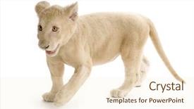  Presentation with lion - Amazing PPT layouts having  backdrop and a  colored foreground