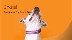  Presentation with dogs - PPT layouts with studio-shot-of-cute-dogs background and a gold colored foreground
