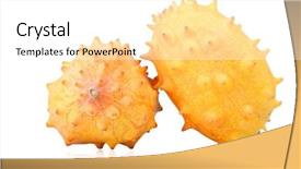  Presentation with studio - Amazing slide deck having studio shot of kiwano on white background backdrop and a white colored foreground