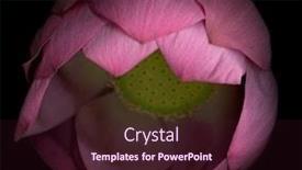  Presentation with water lily - Beautiful presentation design featuring studio-shot-of-piing-water backdrop and a wine colored foreground