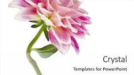  Presentation with dahlia - Slide set with studio shot of single colored dahlia flower isolated on white background background and a white colored foreground